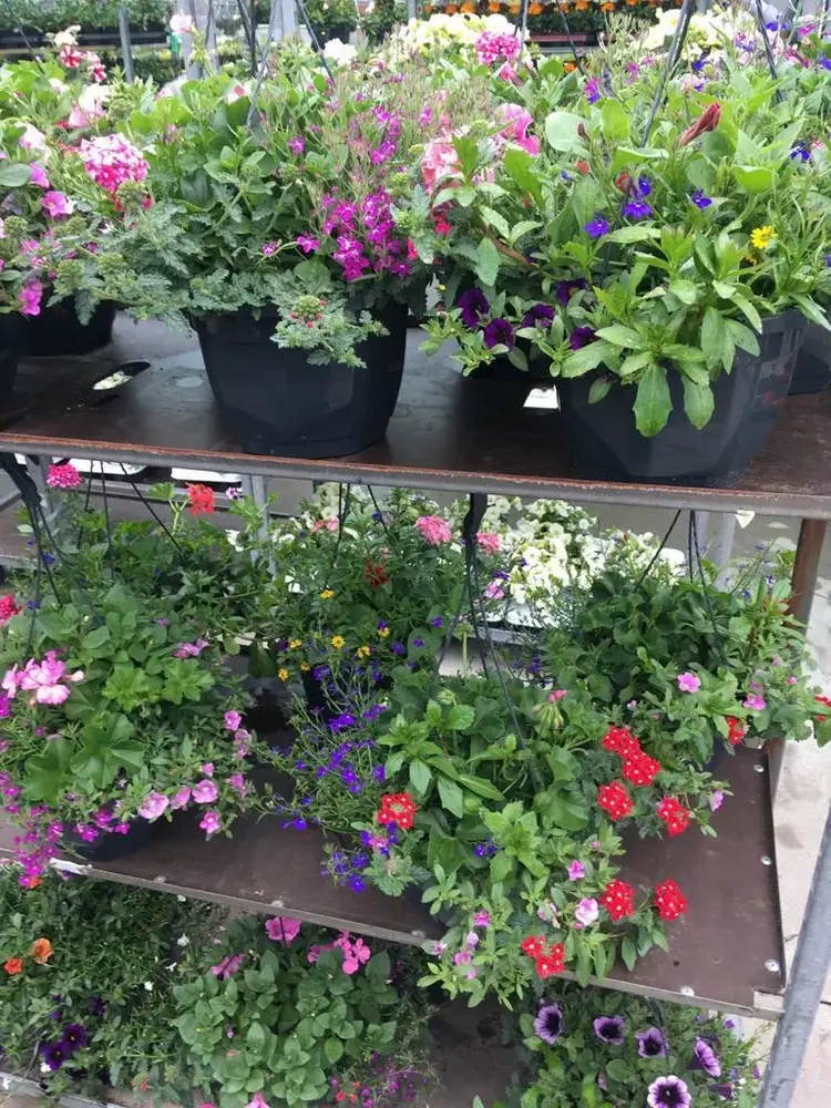 Bloeiende eenjarigen en perkplanten
