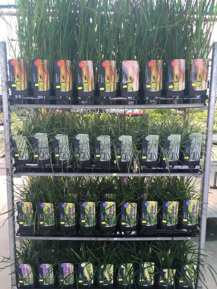 Siergrassen bij Tuincentrum de Vuurdoorn in Echt