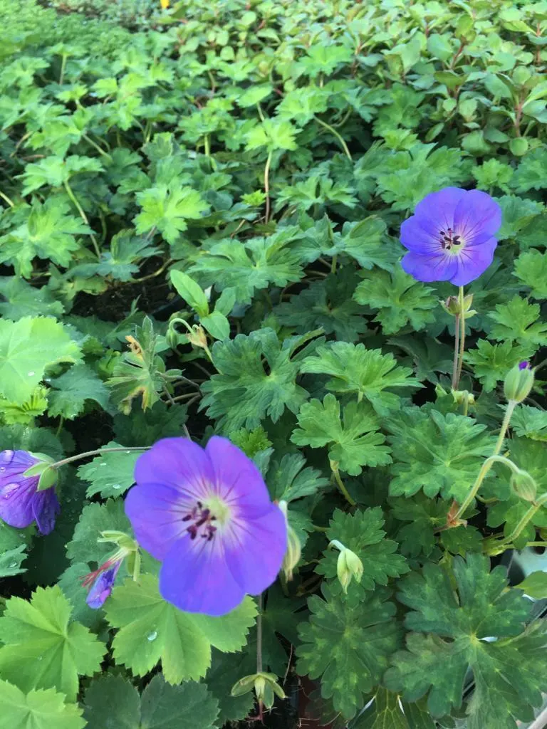Verse tuinplanten in de kwekerij van Tuincentrum de Vuurdoorn in Echt